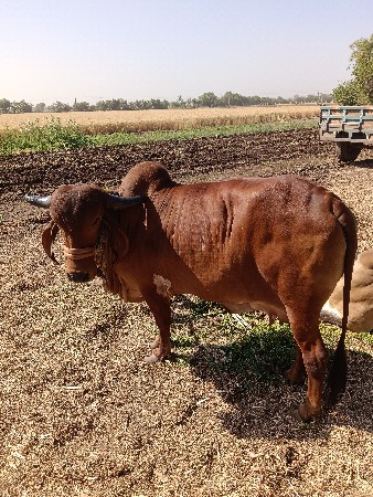 ગીર ગાય વેચવાની