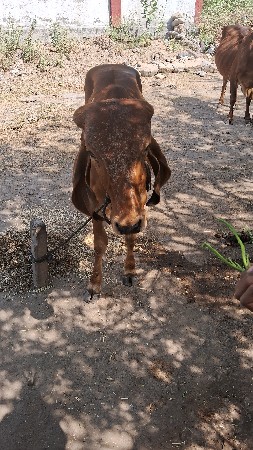 થંબનેલ 2