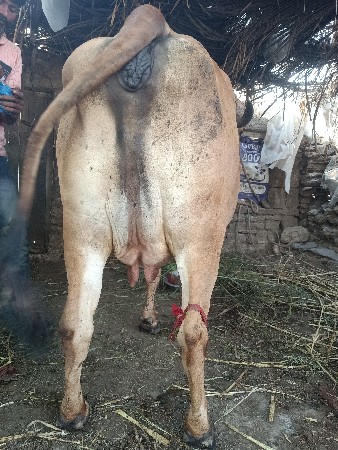 थंबनेल 2