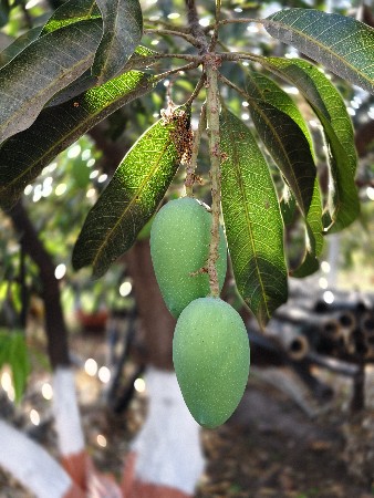 થંબનેલ 2