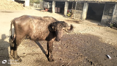 थंबनेल 2