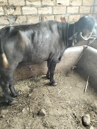 थंबनेल 3