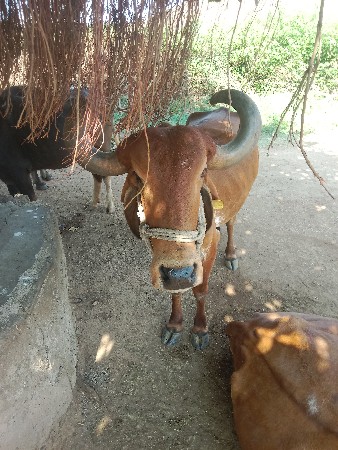 ૬૩૫૪૬ ૫૮૯૧૧