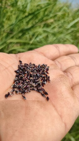 વાઢડી જુવારનું ઉત્તમ બિયારણ વેચવાનુ