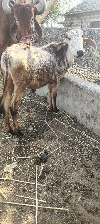 વાછડી  દેવાની છે