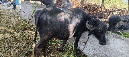 ભેંશ પેલાવેતરમા