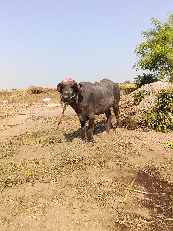 ખડેલી વેચવાની છે