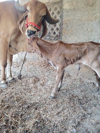 ગાય વેશવાની છે