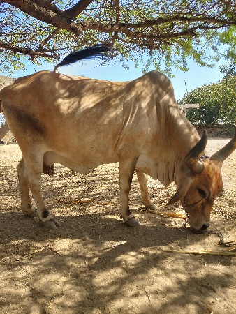 થંબનેલ 2