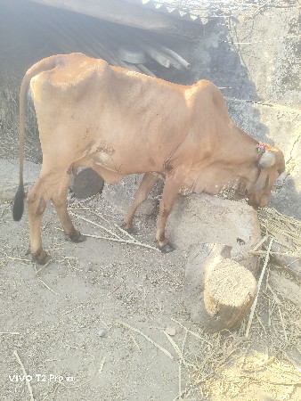Ramadhani gir cow selling