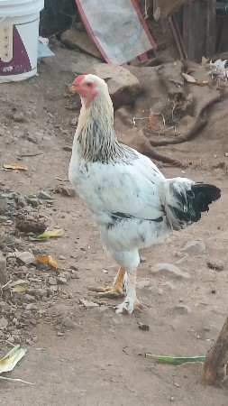 બ્રહ્મા મુર્ગા વેચવાના છે