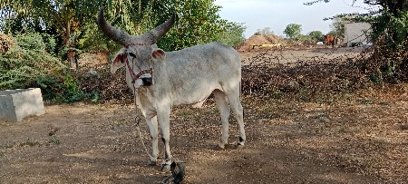આ બળદ વેચવાના છે