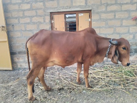 थंबनेल 2