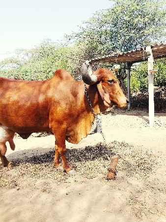 ગાય વેચાવાની છે