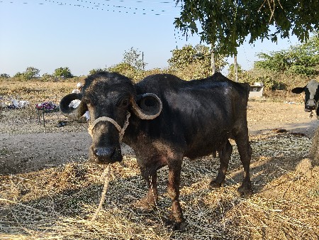 વેચવાની છે