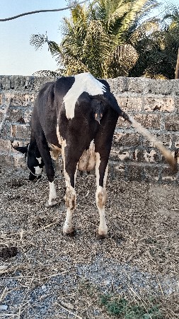 5.5 લિટર દૂધ હાલમાં છે બેય ગાયો