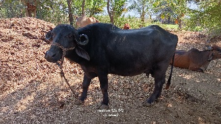 ભેંસ વેચવાની છે