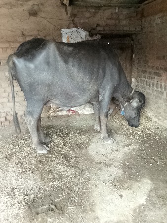 ભેંસ વેચવાની છે