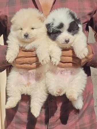 થંબનેલ 2