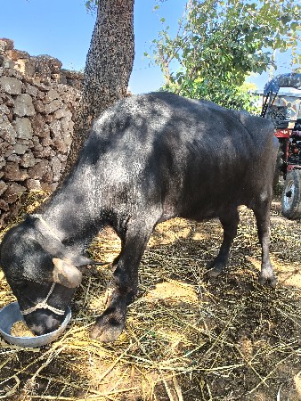 थंबनेल 2