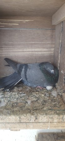 ફૂલ ઉડાન જંગો નર