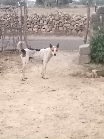 કુતરો વેચવાનો છે તેતરા પ્રજાતિ