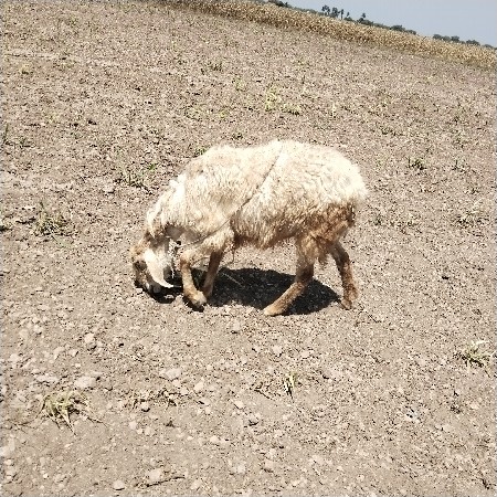 વિશ્વનું છે