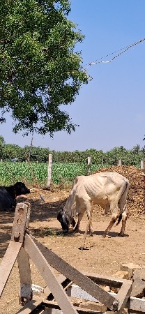 gir khut vechavano che