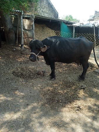 તાજી વીહાણેલી