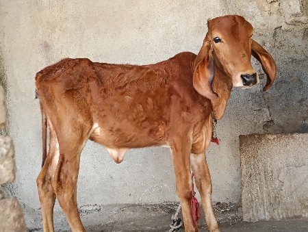 આ વાસડી વેસવા ની છે