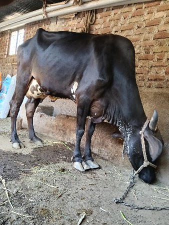 થંબનેલ 3