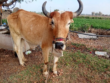 બળદ  વેચવાના છે