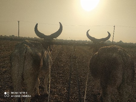 ગોઢલા વેચવાના છે