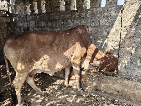 થંબનેલ 3