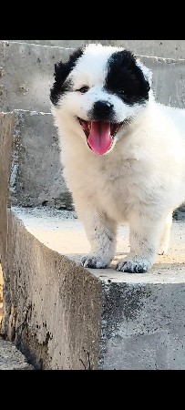 વેચવાનીછે પોમેરીયન ફિમેલ