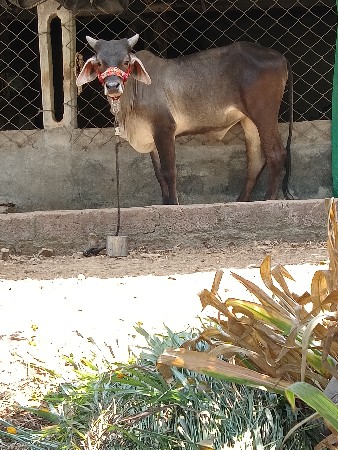 વાસળી વેચવાની છે