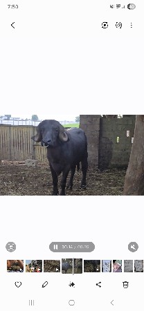 थंबनेल 3