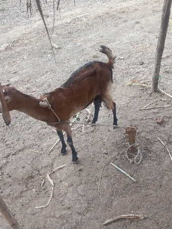 આ બકરી ઓર બચ્ચન કા હૈ