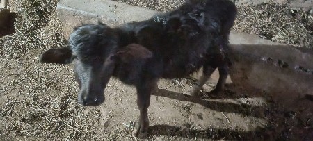 ભેંશ વેચવાની સે