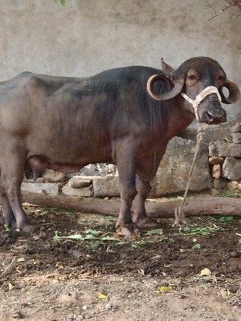 બીજા વેતરમાં