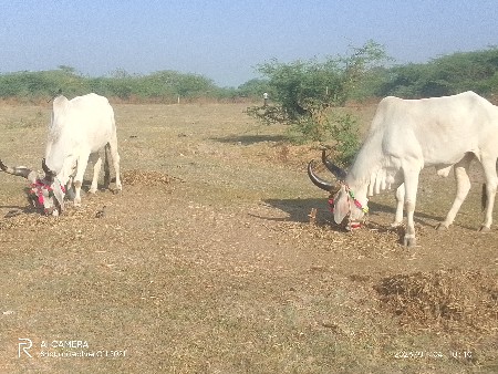 थंबनेल 3