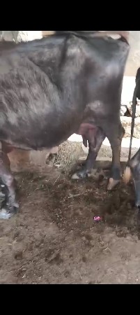 थंबनेल 2