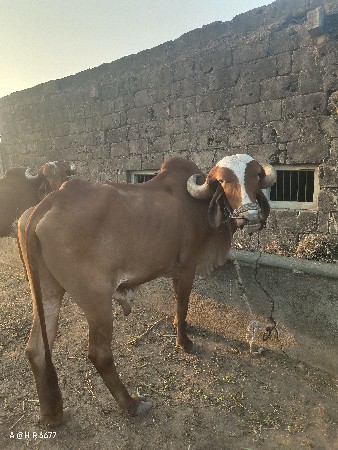 थंबनेल 3