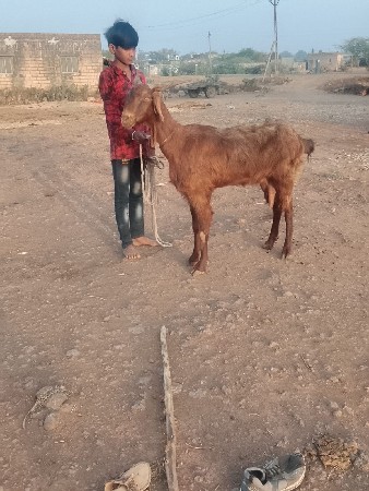 થંબનેલ 2