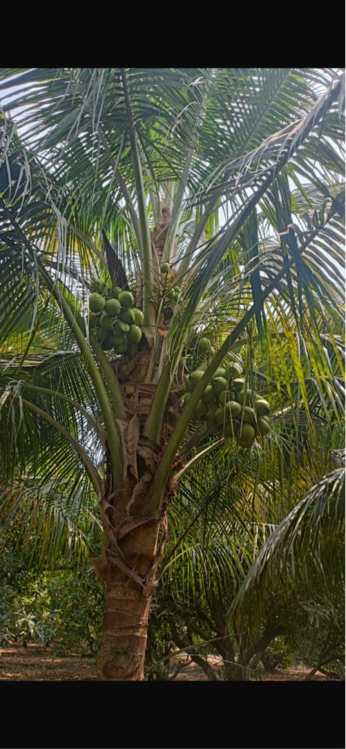 નારયેલી ના બગીચા માટે માણસ ની જરૂર છે