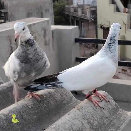 થંબનેલ 3