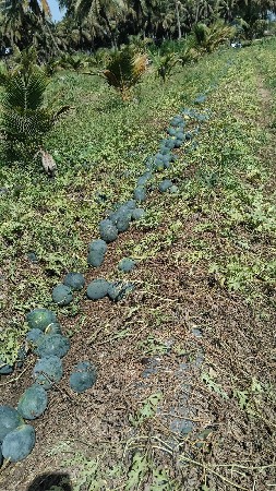 કચ્છી તરબુસે ₹9 ભાવ