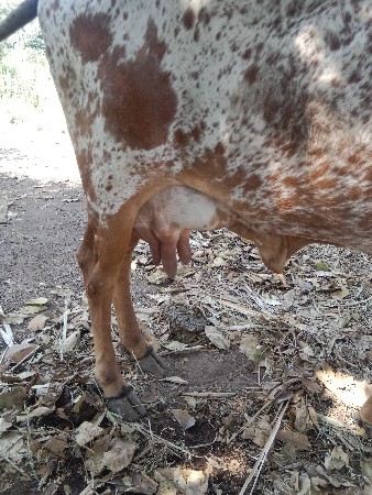 ગાય વેચવા ની છે