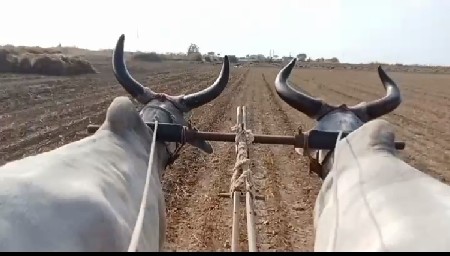 બળદ વેચવાના છે