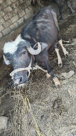 થંબનેલ 2